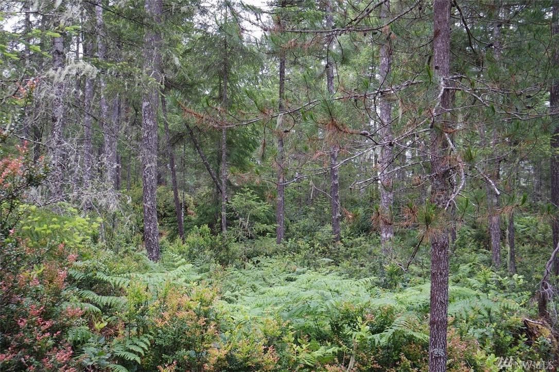0-Lot 3 Pinedirosa Rd - Photo 1