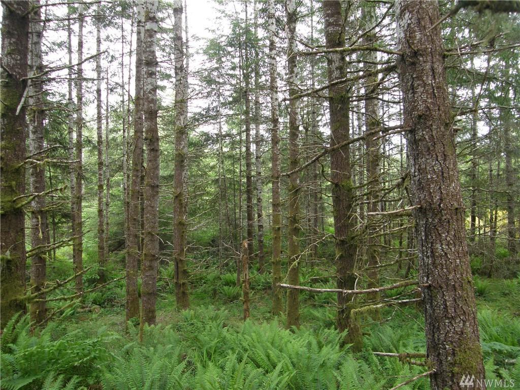0-12XX Middle Satsop Rd - Photo 1