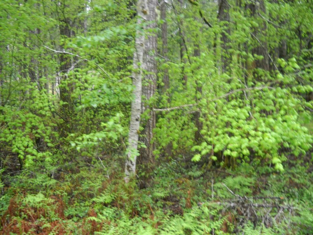 180 Duckabush Loop - Photo 1