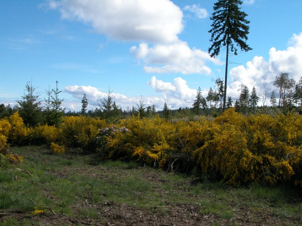 0-Lot 12 Xxx Pioneer Rd - Photo 1