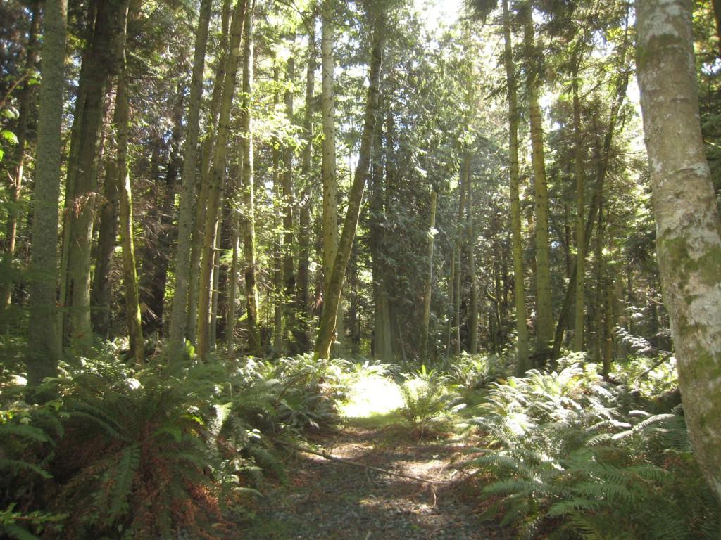 0-Lot 20 Ashley Lp - Photo 1