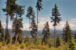 12-Lot 12 Misty Mountain Wy - Photo 1