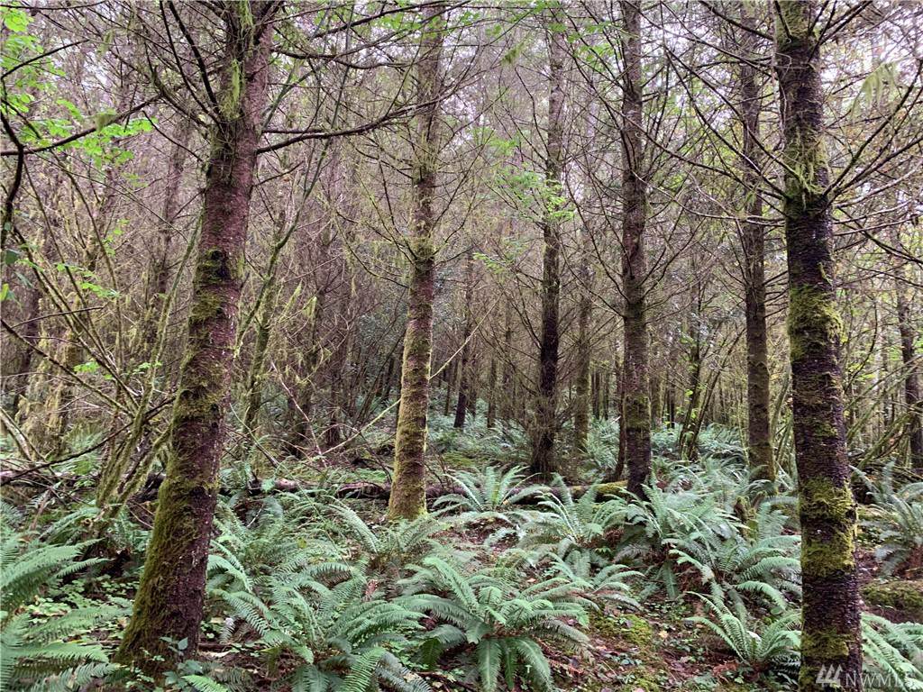 800 Germany Creek Rd - Photo 1