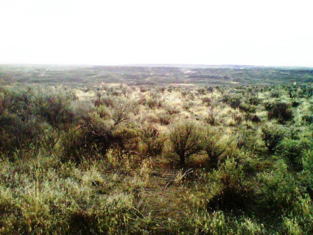 0-XXX Appaloosa Wy - Photo 1