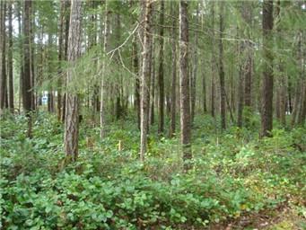 61 Fircrest Place - Photo 1