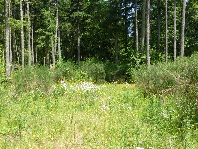 4704 Twisted Tree Lane - Photo 1