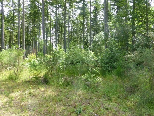 4712 Twisted Tree Lane - Photo 1