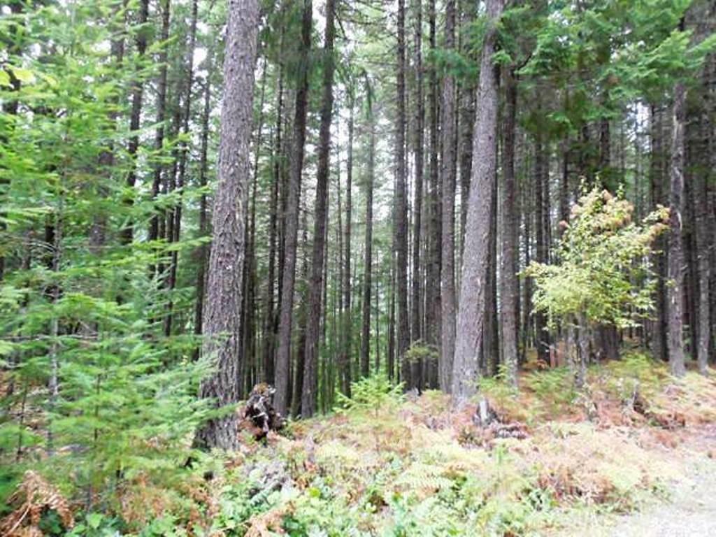 0 Off Red Cedar Lane Rd - Photo 1
