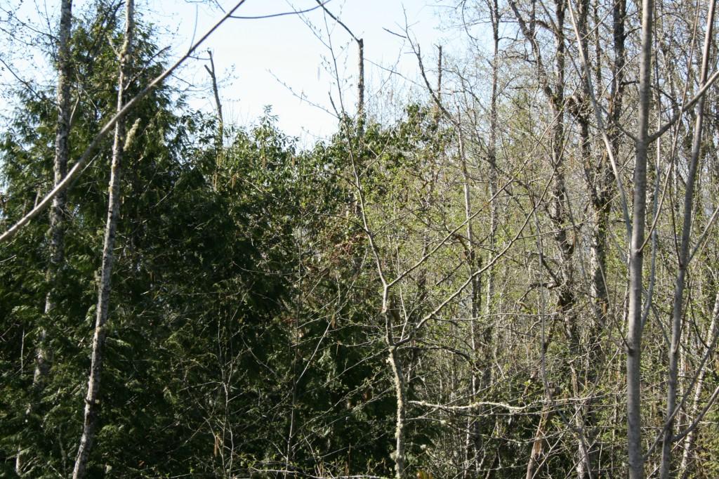 11109 Wade Rd - Photo 1