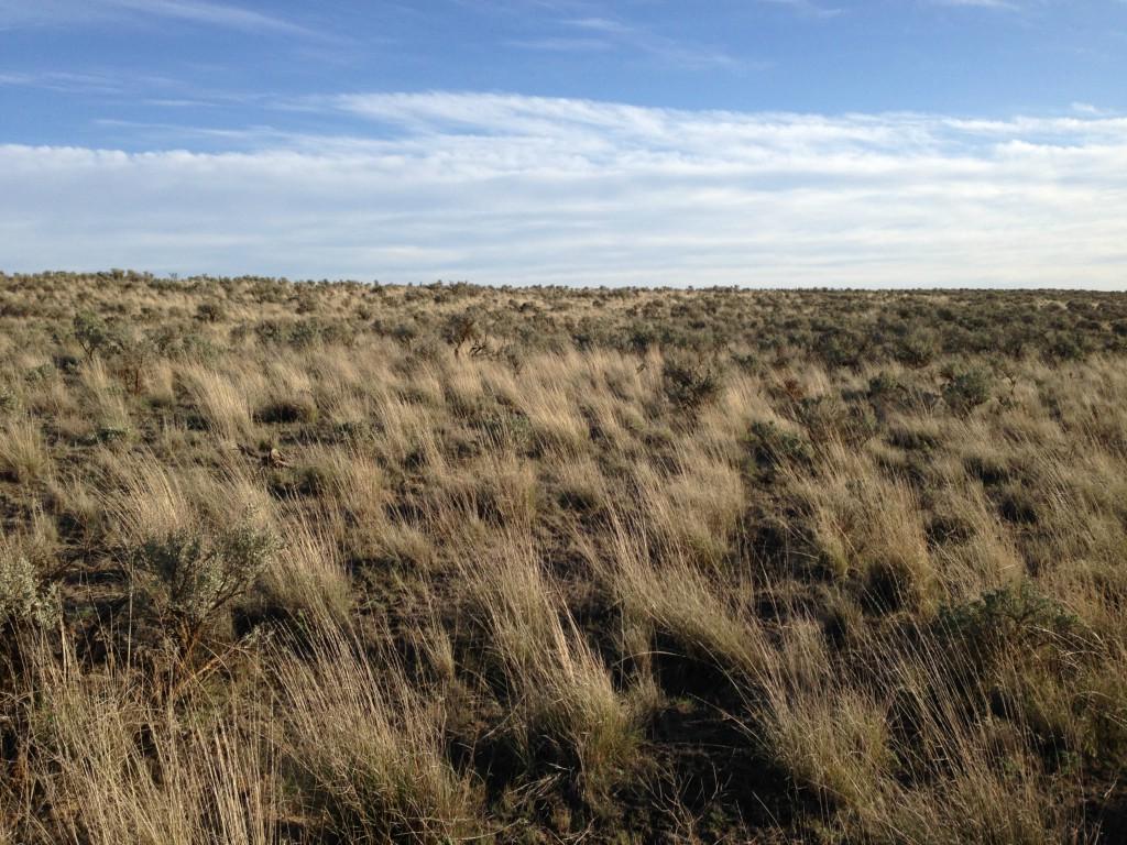 25 Lot - Eagle Springs Ranch - Photo 1