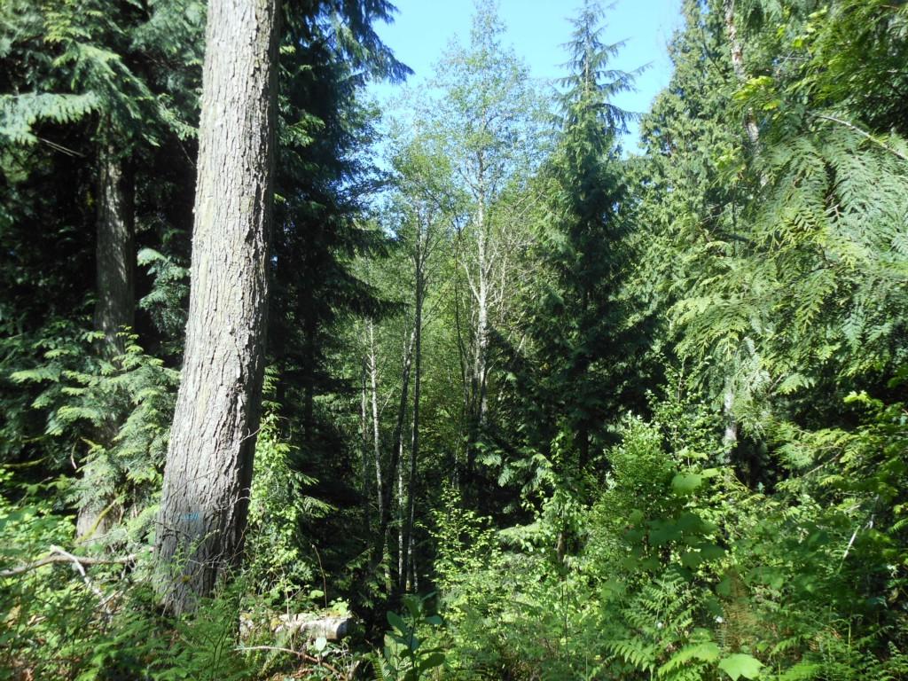 0-NHN Prevedal Rd - Photo 1