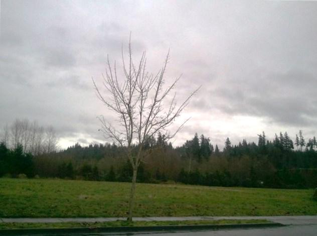 0-Lot 12 Jensen Farm Lane - Photo 1