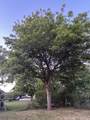 408 Cedar Street - Photo 7