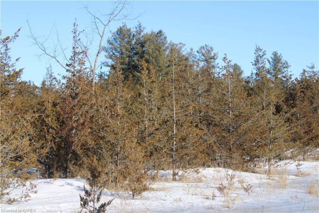 0 Pinegrove Road - Photo 1