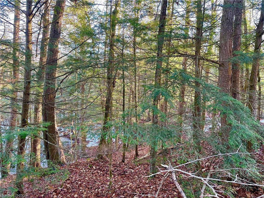 LOT 20 Fire Route 367 B - Photo 1