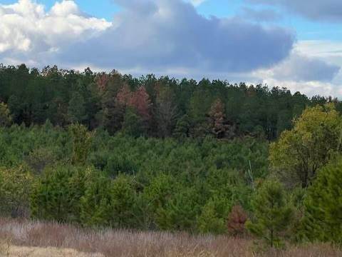 Hidden Pines Loop - Photo 1