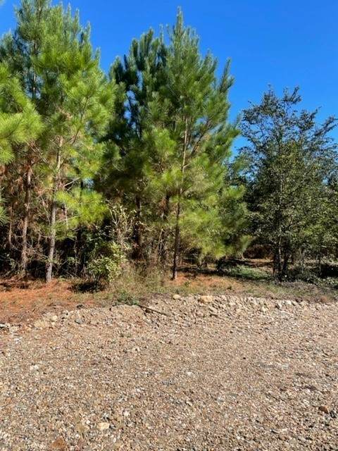 Hidden Pines Loop - Photo 1