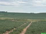 81 Acres County Line Road - Photo 5