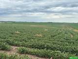 81 Acres County Line Road - Photo 6