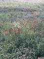 3978 K Road - Photo 59