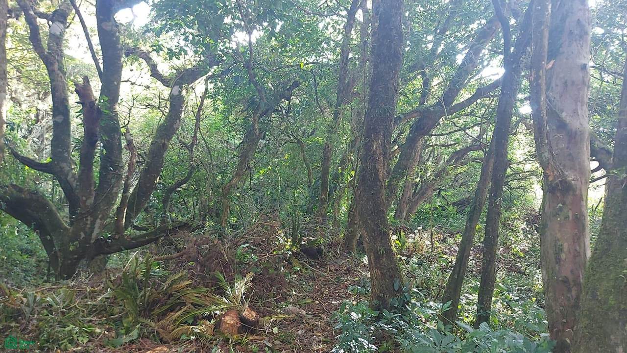 https://bt-photos.global.ssl.fastly.net/omni/orig_boomver_1_CR26009250M-2.jpg