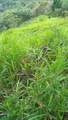  Las Vegas Parrita - Photo 4