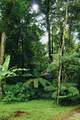  Finca Isla Rainforest Retreat - Photo 11