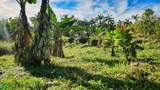  Finca Permavida - Photo 4