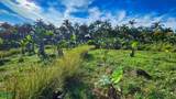  Finca Permavida - Photo 5