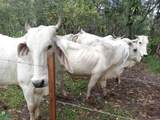 s/n Bijagual Carara Turrubares - Photo 10