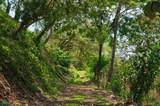  Santa Teresa Prime Jungle Retreat With Sunset View - Photo 10
