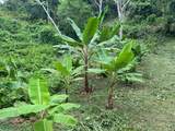  Dominical - Photo 10