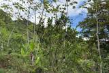  Coffee & Fruit Farm in San Luis De San Isidro - Photo 10