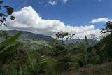  Coffee & Fruit Farm in San Luis De San Isidro - Photo 13