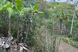  Coffee & Fruit Farm in San Luis De San Isidro - Photo 22
