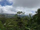  Coffee & Fruit Farm in San Luis De San Isidro - Photo 4