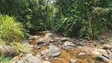  Rivers, Jungle, Waterfalls, And Ocean Views - Photo 13