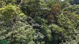  Luxury Gated Ocean-View Land - Manuel Antonio Park - Photo 13