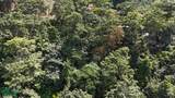  Luxury Gated Ocean-View Land - Manuel Antonio Park - Photo 4