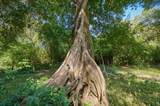  Finca La Caoba - Photo 14