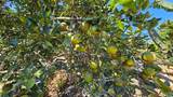  Citrus Farm - Photo 4