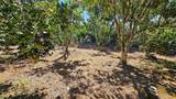  Citrus Farm - Photo 6