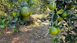 Citrus Farm - Photo 8
