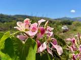  Dominical - Photo 4
