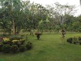  Puerto Jimenez - Photo 1