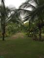  Puerto Jimenez - Photo 4