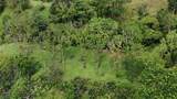  Waterfall Estate, Dos Bocas, Springs, Dominical - Photo 37