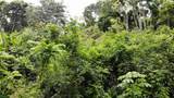  Exquisite Jungle Property With Ocean View, Ojochal - Photo 6
