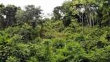  Exquisite Jungle Property With Ocean View, Ojochal - Photo 7