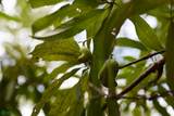 Finca Gomez Naranjalito - Photo 16